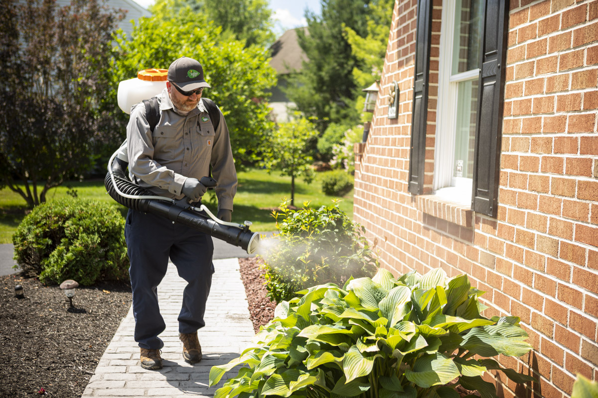 DIY Pest Control vs. Hiring a Professional Which is Best For You?
